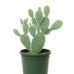 CACTUS- OPUNTIA MICRODASYS VAR. ALBISPINA