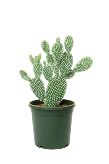 CACTUS- OPUNTIA MICRODASYS VAR. ALBISPINA