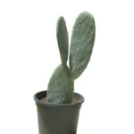 CACTUS- OPUNTIA VULGARIS