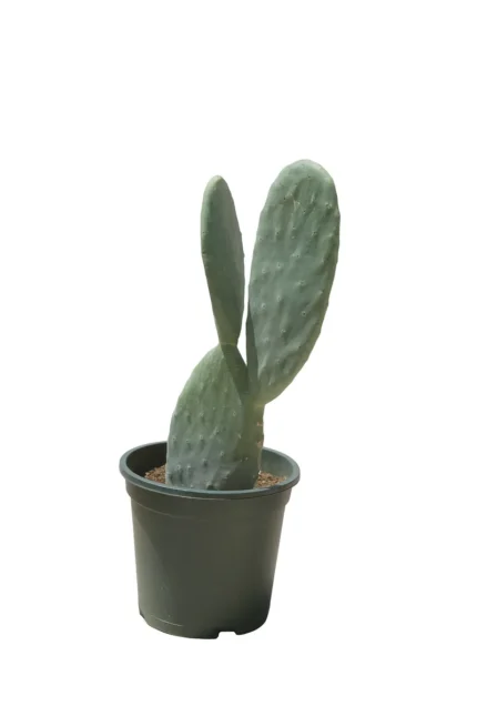 CACTUS- OPUNTIA VULGARIS