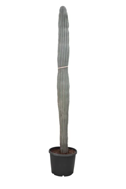CACTUS- PACHYCEREUS PRINGLEI