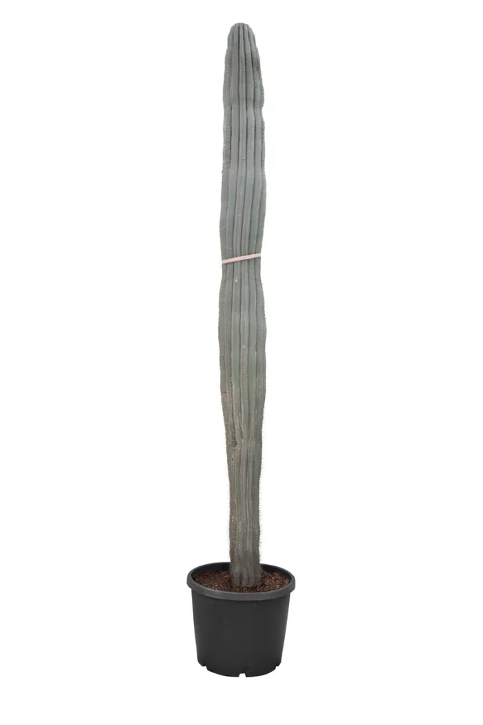CACTUS- PACHYCEREUS PRINGLEI