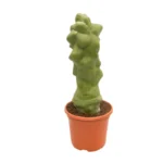 CACTUS- PACHYCEREUS SCHOTTII F. MONSTROSUS