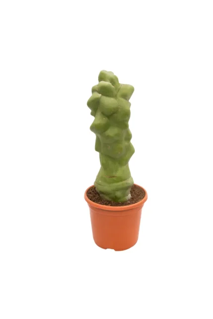 CACTUS- PACHYCEREUS SCHOTTII F. MONSTROSUS