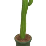 CACTUS POLASKIA CHULA