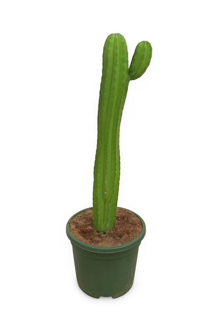 CACTUS POLASKIA CHULA