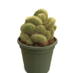 CACTUS VATRICANIA GUENTHERI CRISTATA