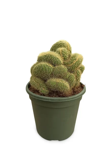 CACTUS VATRICANIA GUENTHERI CRISTATA