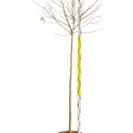 CAESALPINIA GILLIESII