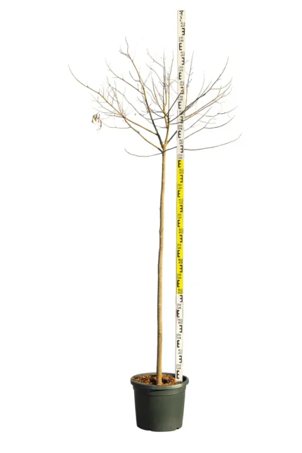 CAESALPINIA GILLIESII