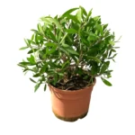 CALLISTEMON CITRINUS SPLENDENS