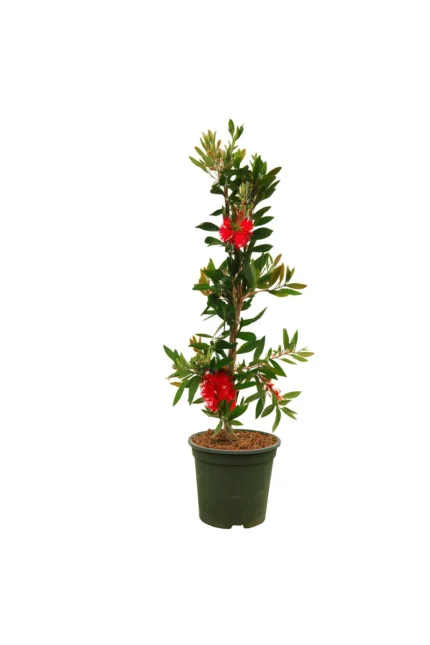 CALLISTEMON LAEVIS