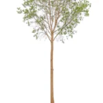 CALLISTEMON VINIMALIS CAPTAIN COOK