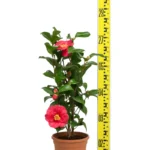 CAMELLIA JAPONICA