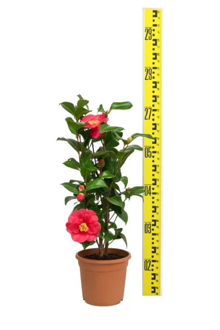 CAMELLIA JAPONICA