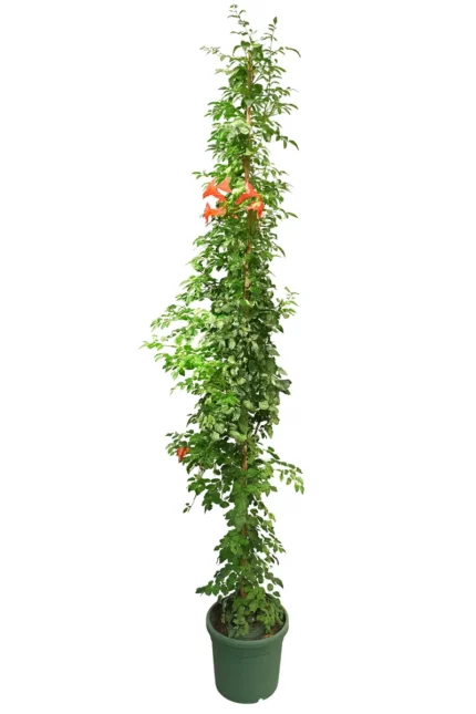 CAMPSIS GRANDIFLORA