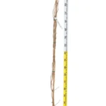 CAMPSIS RADICANS FLAVA