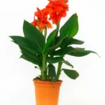 CANNA INDICA CANNOVA