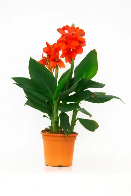 CANNA INDICA CANNOVA