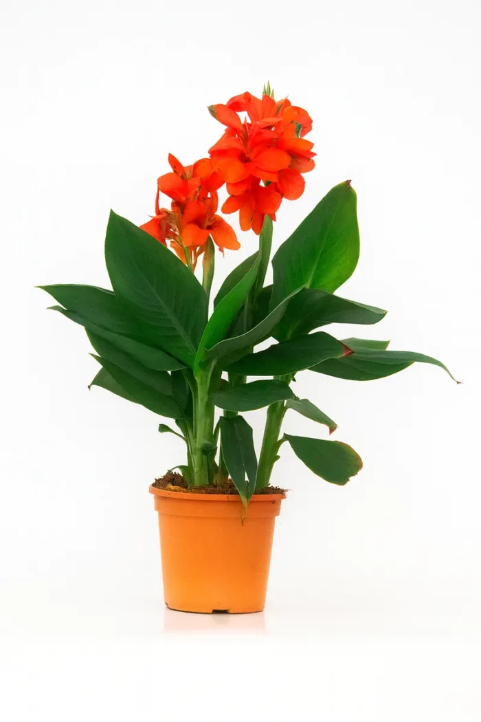 CANNA INDICA CANNOVA