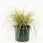 CAREX FLAGELLIFERA KIWI