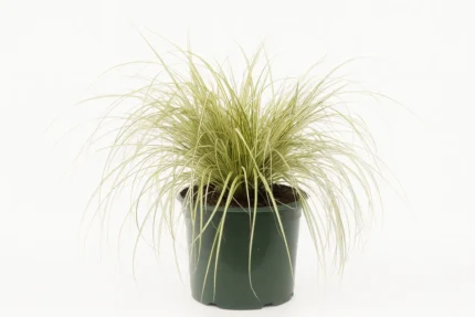 CAREX FLAGELLIFERA KIWI