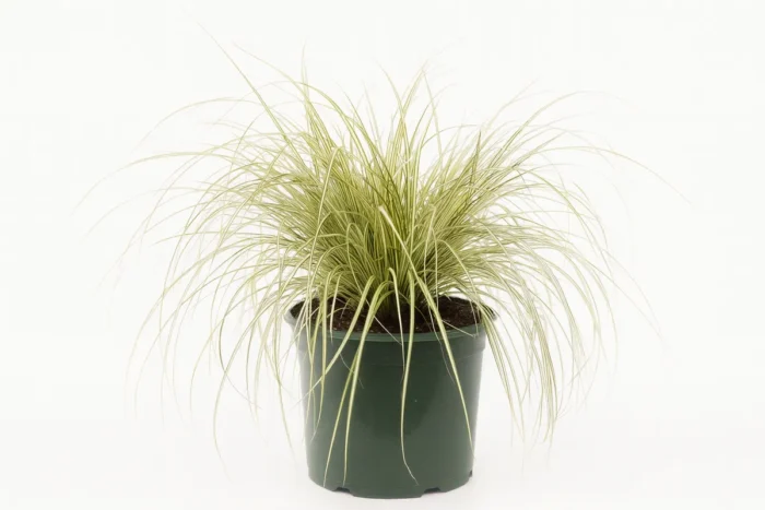 CAREX FLAGELLIFERA KIWI