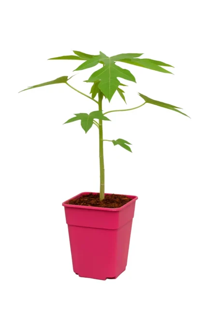 CARICA PAPAYA