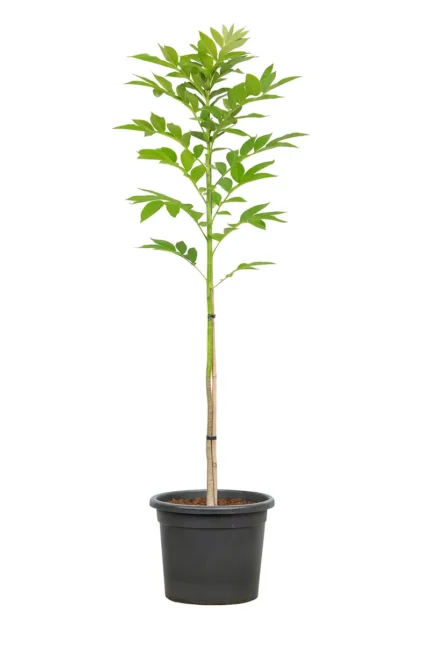 CARYA ILLINOINENSIS