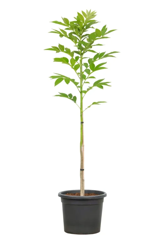 CARYA ILLINOINENSIS