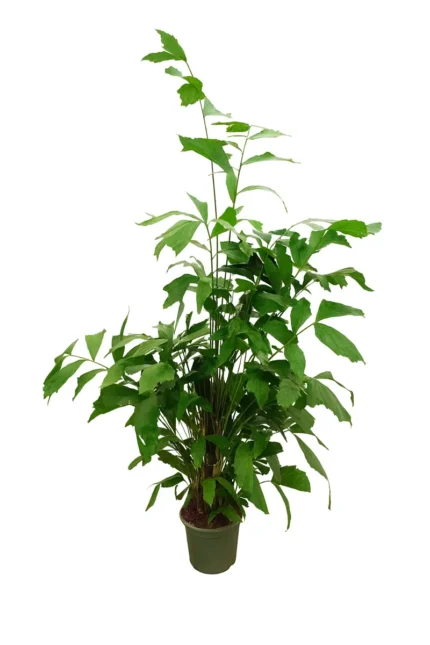CARYOTA MITIS