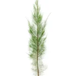 CASUARINA CUNNINGHAMIANA