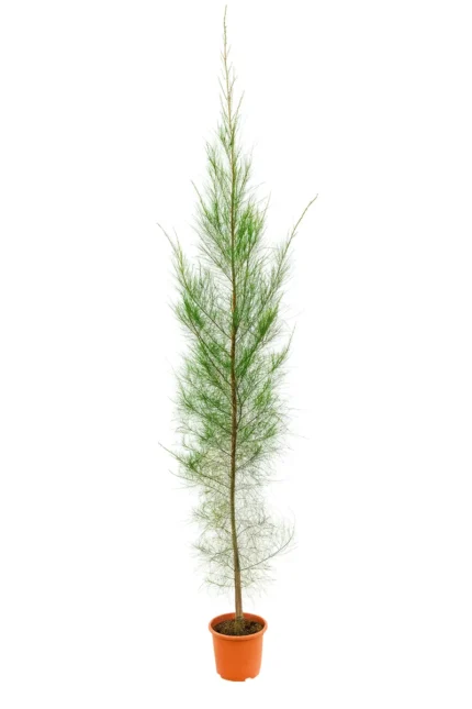 CASUARINA CUNNINGHAMIANA