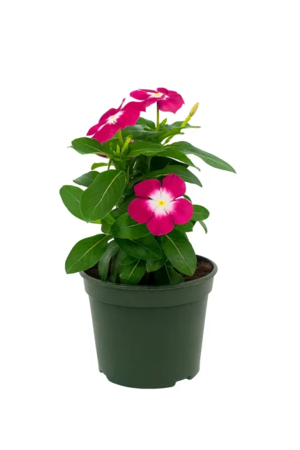 CATHARANTHUS ROSEUS