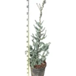 CEDRUS ATLANTICA GLAUCA