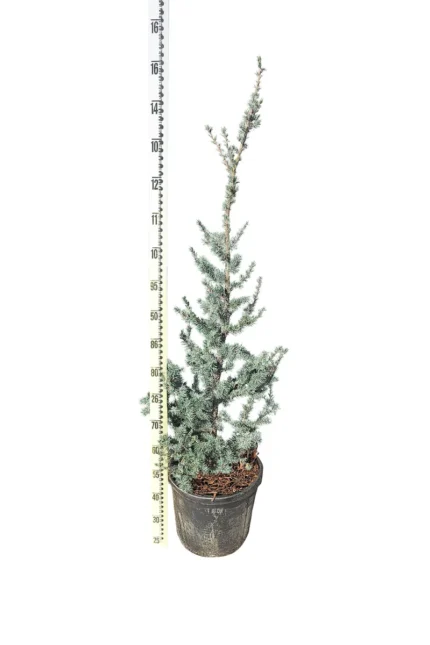 CEDRUS ATLANTICA GLAUCA