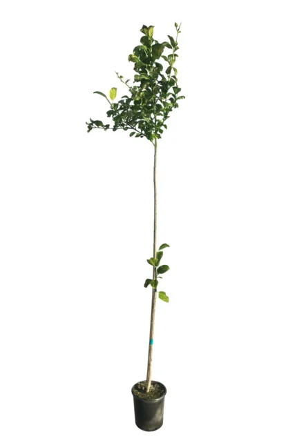 CITRUS LIMÓN